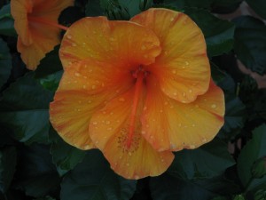 The hibiscus is an awesome example of God's creativity.