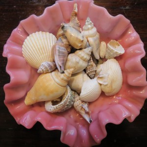 Shells picked up from trips to the beach