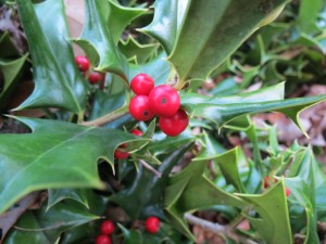 This holly bush has red berries and thorns.
