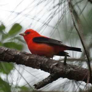 By Mike's Birds (Scarlet Tanager  Uploaded by Magnus Manske) [CC-BY-SA-2.0 (http://creativecommons.org/licenses/by-sa/2.0)], via Wikimedia Commons