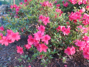 These azaleas were covered by trees and their blooms weren't affected at all.