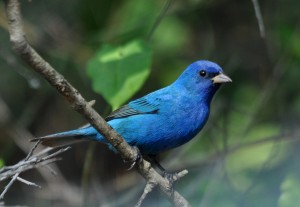 By Dawn Scranton from Cornwall, Ontario, Canada (Indigo Bunting) [CC-BY-2.0 (http://creativecommons.org/licenses/by/2.0)], via Wikimedia Commons