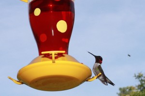 My parents always have dozens of hummingbirds. They keep four large feeders filled.