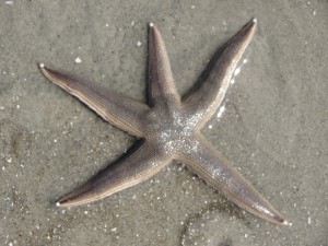 I saw this starfish lying on the beach on the first beach walk I took.