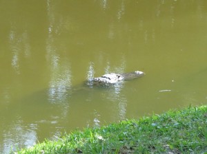 Alligators are very good at hiding.