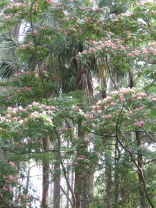 This mimosa tree growing among stately old live oaks made me smile.