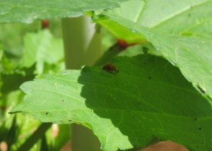 This ladybug is always at work too. She rids my tender plants of pests that will harm them.