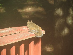 That little squirrel turned around and was sunning his back.