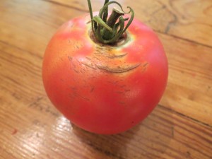 I'll bet you wouldn't choose this tomato in a grocery store.