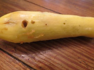 I discovered this squash on my daily garden check. It had to be thrown in the trash.