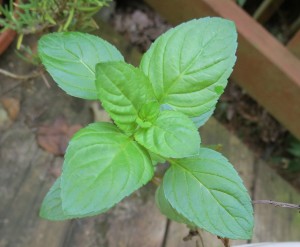 Mint is another one of those seemingly innocent garden herbs that grow extremely well.