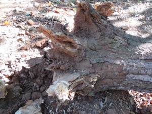 There were no roots on this tree. They were completely dead.