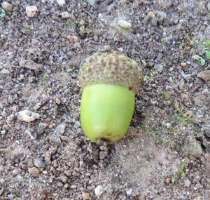This acorn only has a 1 in 10,000 chance of becoming a tree.