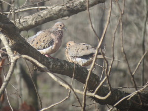It took me close to fifty tries to get a good shot of these doves.