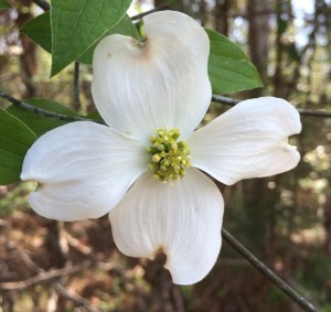 When you look at a dogwood bloom, what do you see? 