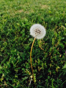 What do you see when you look at a dandelion?