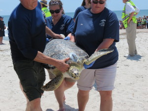 The crowd cheered over the healing and release of this one sea turtle.