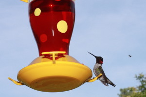 We can keep our own wells filled like the hummingbird feeder with some attention and commitment.