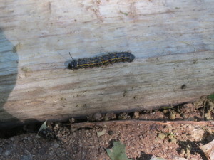 Caterpillars are dull and unremarkable, but we have to remember that it's just for a season.