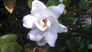 It's not the flower that makes the gardenia so special; it's the scent. It's not something we can touch or see, but sense.