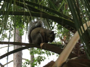 A little squirrel reminded me that God intervenes in our lives constantly in ways we can't see.